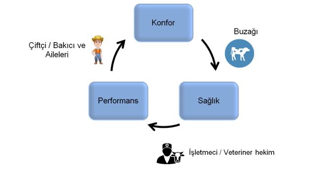 Buzağı yönetim paydaşları 