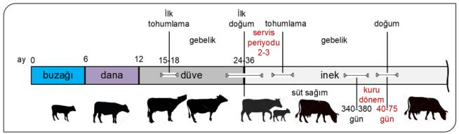 İneğin yaşam döngüsü