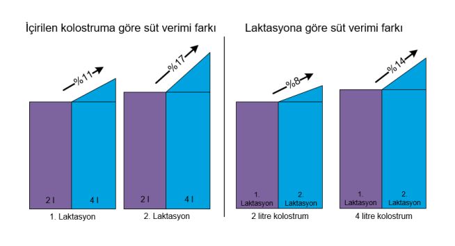 İçilen kolostruma göre süt verimi