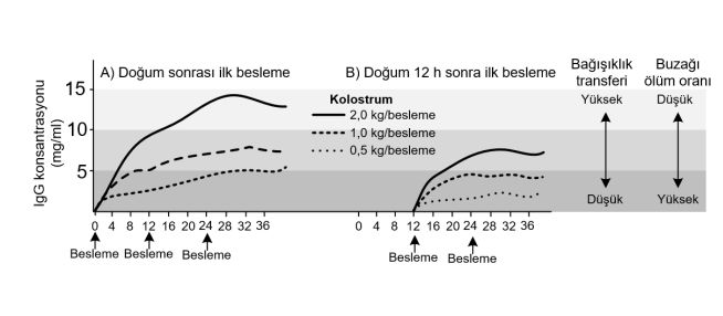 kolostrum besleme zamanı 